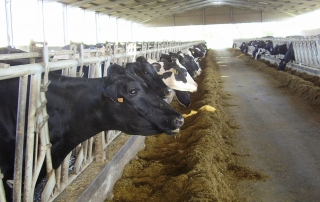 Nutrição e Alimentação Animal