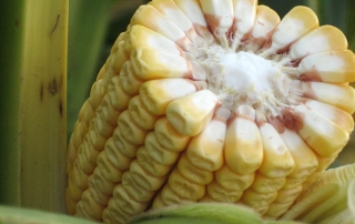 Apoio técnico à produção Agrícola