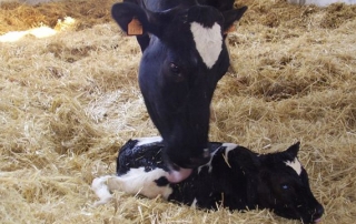 Inseminacao Artificial