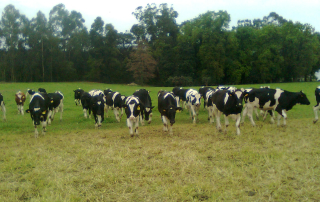 novas guias de circulação de bovinos