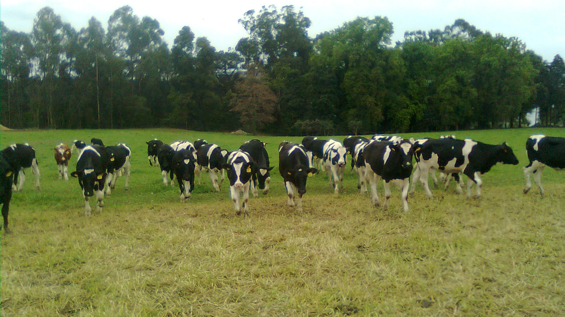 novas guias de circulação de bovinos